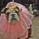 Illustration for article titled The Best Costumes From The Tompkins Square Dog Parade
